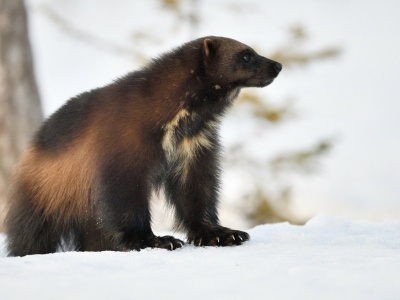 Ten wojownik trzęsie całym lasem. Nawet wilki i niedźwiedzie się go boją