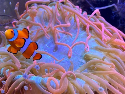 Co skrywa morskie akwarium w Myślęcinku? Posłuchajcie kolejnego odcinka „Zooreportera