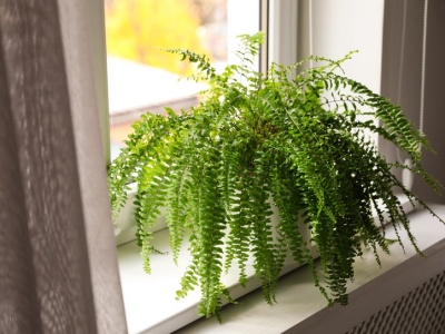 Zamiast dawać do ciasta, nakarm paprotkę. Nowe liście wyleją się z doniczki