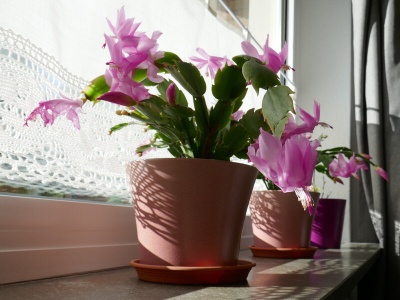 8 na 10 osób popełnia te błędy. Pomóż grudnikowi zakwitnąć na święta