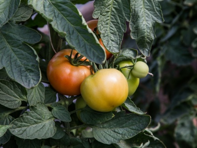 Nowa odmiana pomidorów o dużych kiściach