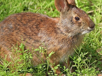 Zwierzę podobne do królika pojawiło się po 120 latach. Myśleli, że wymarło