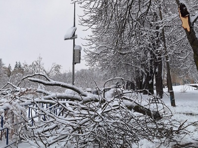 Śnieżyca powaliła potężny konar nad Kamienicą w Nowym Sączu. Strażacy mieli pełne ręce roboty – 141 interwencji w jedną dobę