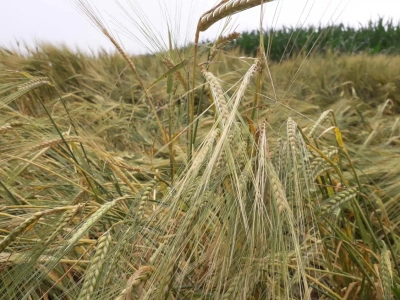 RAGT przejmuje działalność Syngenty w nasionach jęczmienia browarnego – co oznacza to dla rolników?