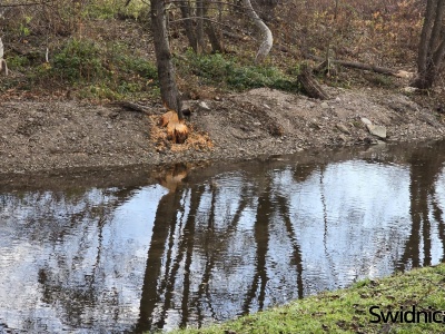Bobry kontynuują wycinkę drzew nad Bystrzycą nieopodal centrum Świdnicy