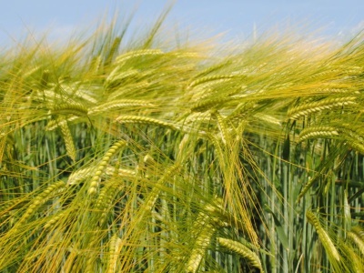 RAGT poszerza portfolio o odmiany jęczmienia browarnego