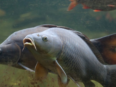 Wielki problem z inwazyjnym symbolem świąt. Straty idą w miliony dolarów