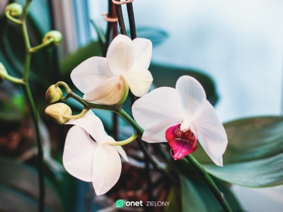 Storczyk marnieje? Poczęstuj go tą przyprawą, a wystrzeli kwiatami jak z procy