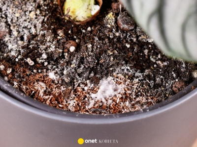 Białe plamy na ziemi w doniczce? Ten patent uratuje rośliny