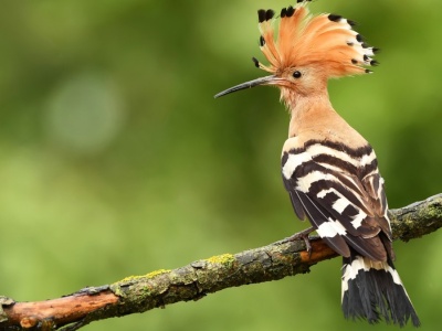 Jego czub jest nie do podrobienia. Dziwaczny ptak wymiera w Europie