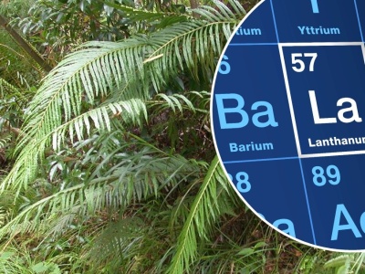 Ta roślina produkuje najcenniejsze metale na świecie. Naukowcy zaskoczeni