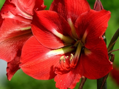 Ta roślina króluje w święta. Mało kto wie, że jest śmiertelnie niebezpieczna