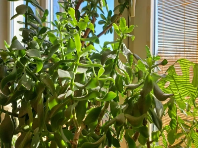 Twoje sukulenty „wystrzeliły” w górę? Ten sposób przywraca im idealny kształt w kilka tygodni