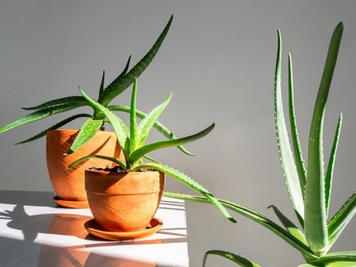 Te rośliny doniczkowe przetrwają wszystko. Idealne dla zapominalskich i zabieganych