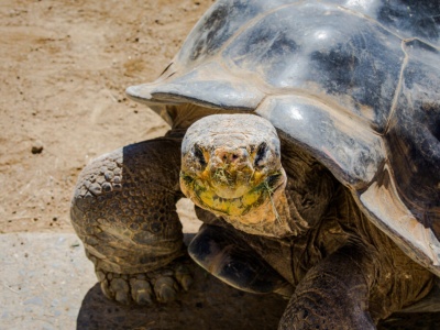 Gramma, „Królowa San Diego Zoo”, odeszła w wieku 141 lat