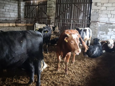 Masz bydło na głębokiej ściółce? Sprawdź, czy musisz mieć płytę obornikową