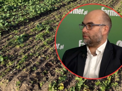 Agrofagi na plantacjach rzepaku. Jak chronić uprawy?