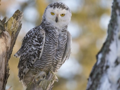 Została uznana za wymarłą. Była towarzyszką Harry'ego Pottera