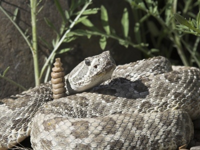 Tego o wężach nie wiedzieliśmy. W jaskini odkryli coś zaskakującego