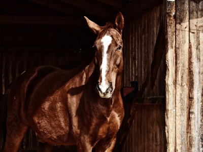 Siennica Różana: Mężczyzna kopnięty przez konia trafił do szpitala