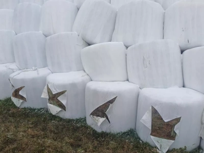 Ktoś pociął rolnikowi baloty. 