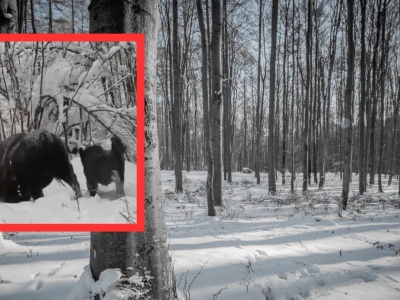 Zatrzymał się w lesie i wyciągnął telefon. 