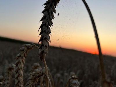 Większość zbóż potaniała na światowych giełdach