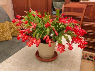 Te rośliny kwitną nawet w środku zimy! 5 gatunków, które rozświetlą dom, gdy za oknem tylko szarość