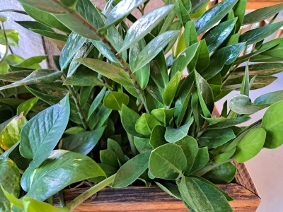 Jedna łyżeczka, a zamiokulkas eksploduje zielenią. Ten domowy trik działa nawet zimą!