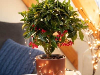 Na głowę bije grudnika i gwiazdę betlejemską. Zimą ta roślina będzie najmodniejsza