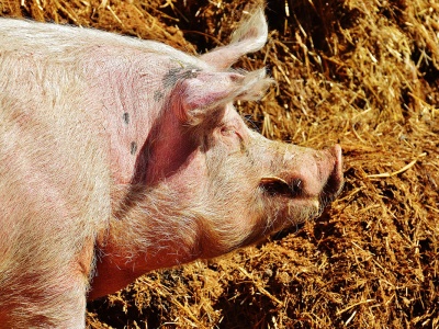 Tuczniki znów tanieją. Hodowcy mówią wprost: “Produkcja się nie spina”