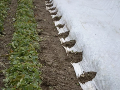 Z truskawek znika śnieg a wraz z nim naturalna ochrona roślin przed mrozem. Co teraz?