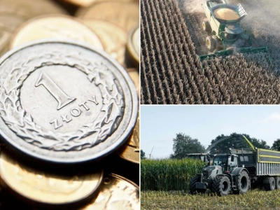 Kukurydza 2025 na minusie. Rolnik traci 3,5 tys. zł na każdym hektarze