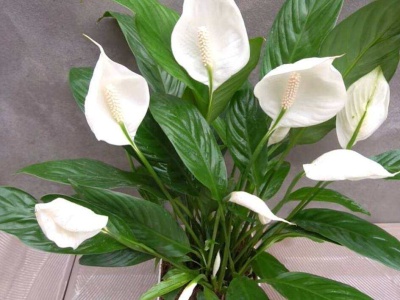 Umieść na dnie doniczki. Skrzydłokwiat ledwo udźwignie nowe pąki