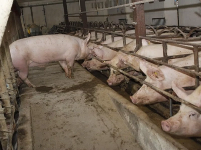 Rolnicy rezygnują ze świń. Rynek przejmują duże fermy