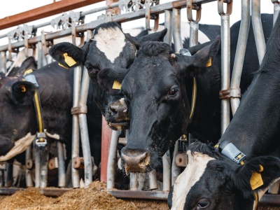 Farm Innovations szykuje debiut na giełdzie. Polska technologia vet‑tech rośnie w siłę