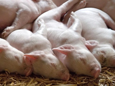 Rząd podniesie stawki na utylizację padłych zwierząt