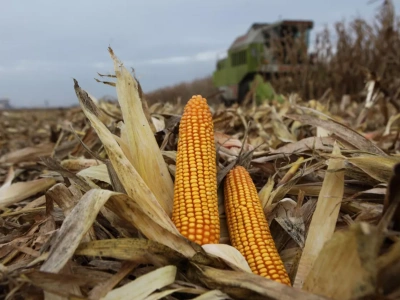 Czy przymrozki zmniejszają wilgotność ziarna kukurydzy? Ekspert odpowiada