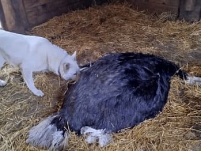 Tak katował, że złamał przełyk. Łukasz Sz. stanął przed sądem za zabicie strusia Zenka