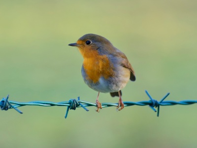 Takiego płotu już legalnie nie postawisz. Takiej furtki nie mogłeś zamontować już wcześniej
