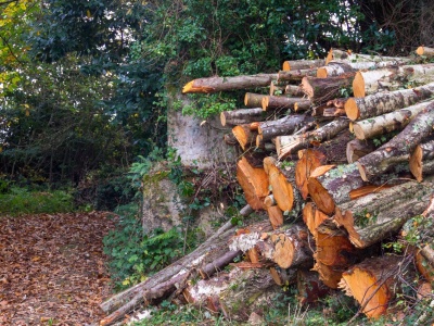 Sulmin walczy o okoliczny las. Mieszkańcy chcą całkowitego wstrzymania wycinki