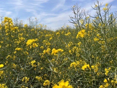 Cena rzepaku na MATIF ponownie wrosła