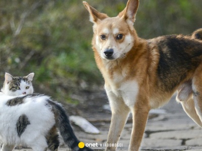 Koty i psy pod lupą urzędników. Unia Europejska wprowadzi nowe prawo