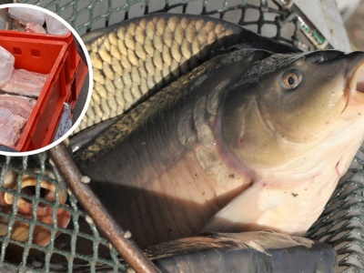 Zaskakujące, co się dzieje z cenami karpia. Wcześniej tak nie było