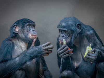 Niezwykłe odkrycie dotyczące szympansów. 