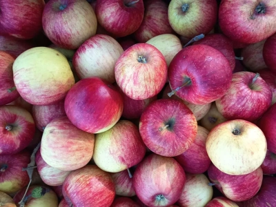 Choroby przechowalnicze jabłek – objawy i przyczyny