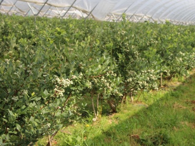 Ogrodnicy ostrzegają: nowa umowa UE–Maroko uderzy w europejskie owoce i warzywa