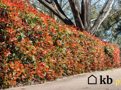 Wiosną czerwony, latem zielony, jesienią ognisty! Ten krzew robi furorę