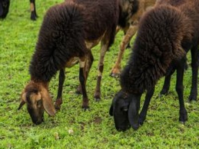 Wyrok ws. przekrętu na owce w Gdańsku. Sąd skazał byłego urzędnika