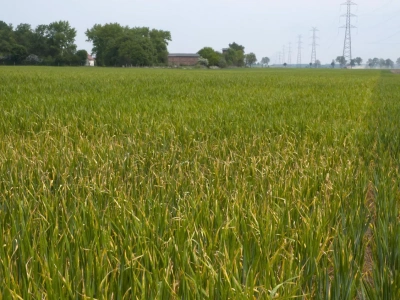 Żółte place w zbożu? Sprawdź, co niszczy Twoje plony